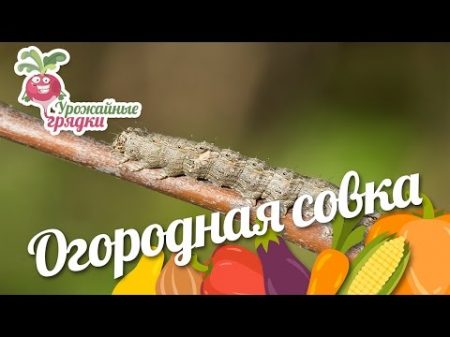 Огородная совка Урожайные грядки