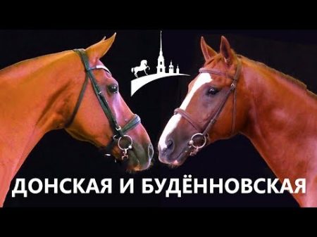 Донская и буденновская порода Золотая лошадь Золото России Конная выставка Иппосфера Дончак