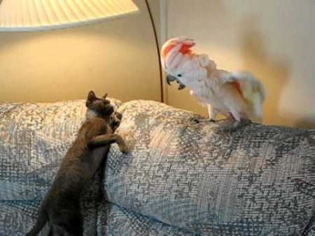 Кот Тишка VS попугаиха Пебл окончание боевых действий cat vs parrot