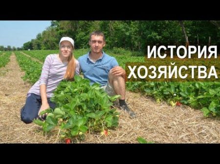 Клубничная ферма Лесниченко История хозяйства