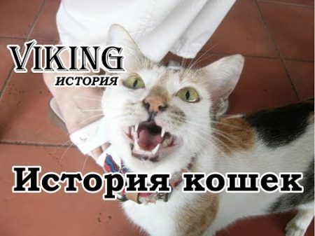 История кошек