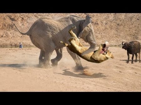 СЛОН В ДЕЛЕ! Слон против львов крокодилов носорогов