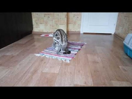 Вязка британских кошек