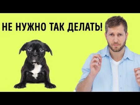 12 Человеческих Привычек Которые Собаки Терпеть Не Могут