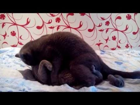 Британские коты
