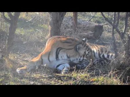 Тигрице при родах помогает тигр