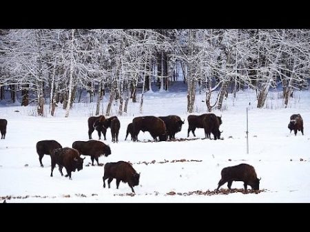 Зубр Выпуск в дикую природу The output of European bison into the wild