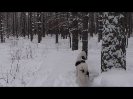 Лайки и труд куницу возьмут