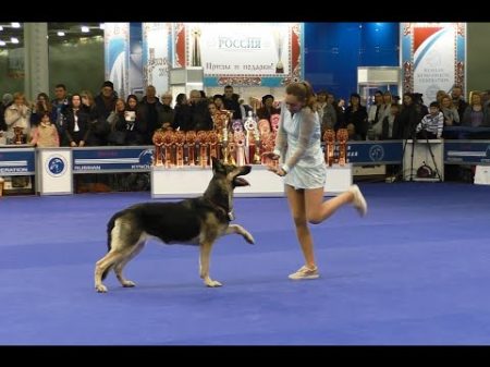 Танцы с собаками Россия 2015 Dog Dancing Canine Freestyle