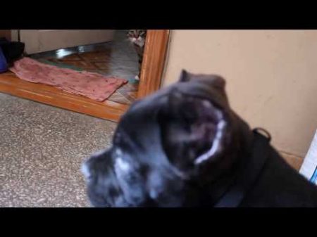 Cane corso puppy Balder meets the cats Щенок кане корсо Бальдер знакомится с котами