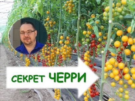 Как вырастить томаты черри Секреты возделывания