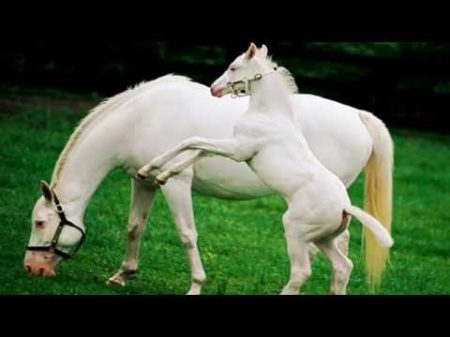Жеребёнок жеребёнок Белой лошади ребёнок