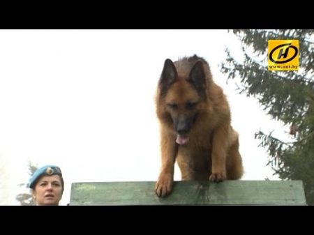 Девушка десантник инструктор розыскной собаки