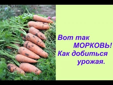 Вот так МОРКОВЬ! Как добиться урожая