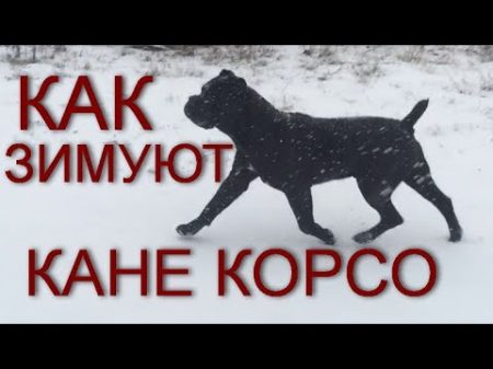 Как Кане Корсо зимуют КанеКорсо зимой