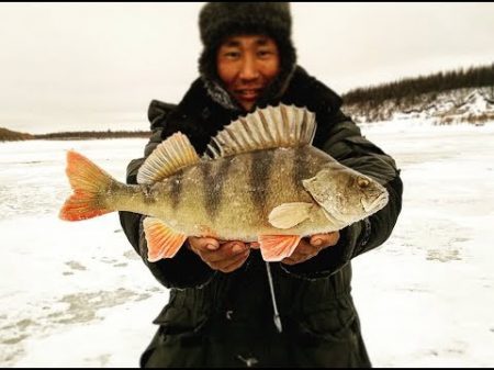 Утренний клев окуня Якутия Yakutia