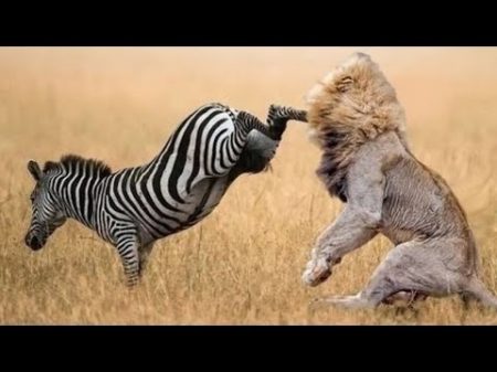 When Prey Fights Back Most Amazing Animal Attack Fails 2016