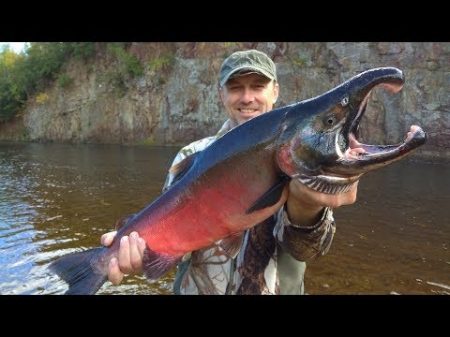 Монстры Сахалина Рыбалка и приключения на таежной реке Salmon fishing monster fish Часть 2