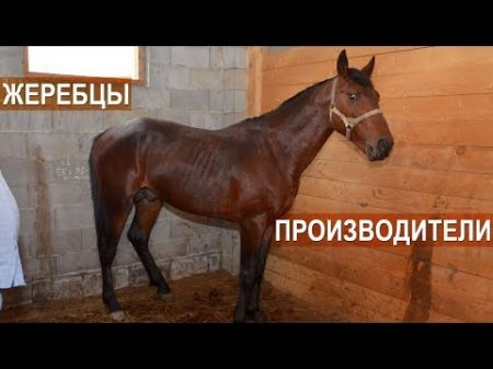 Жеребцы производители Кабардинский конный завод Аникеева