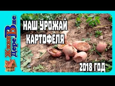 НАШ УРОЖАЙ КАРТОФЕЛЯ 2018 г Что с ним случилось