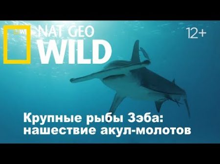 Nat Geo Wild Крупные рыбы Зэба нашествие акул молотов Zeb s Big Fish
