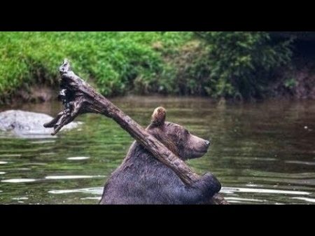 ОТКАЗАЛИСЬ от рыбалки!!! Набрали папоротник и черемшу