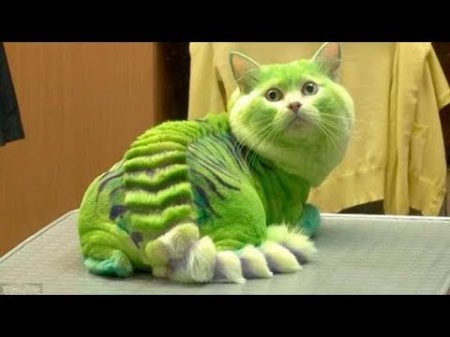 10 САМЫХ ОПАСНЫХ ПОРОД КОШЕК