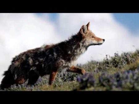 Andre Rieu Romantic Melodies Nachtigall Serenade