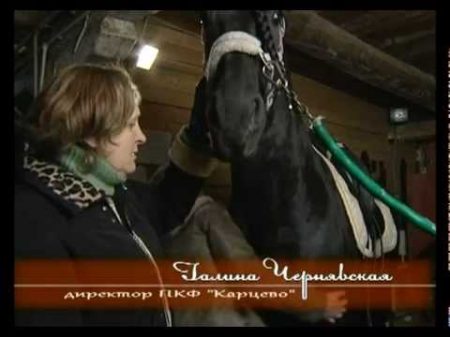 Фризская порода лошадей программа Живой дом