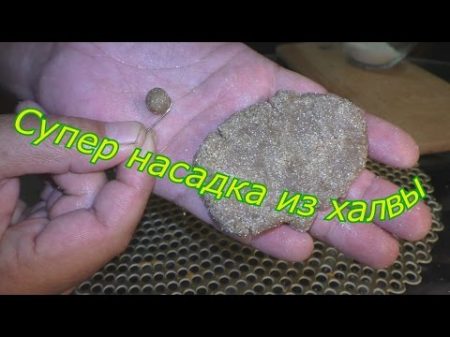 Супер насадка из халвы для ловли карпа и карася My fishing