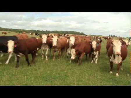 Герефордская порода скота Содержание мясного КРС на выпасе Коровий рай