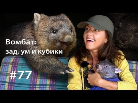 Вомбат ум зад и кубики Всё как у зверей 77