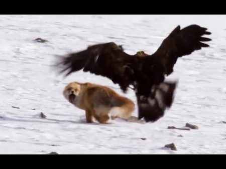 Birds of Prey Attacks Eagle Falcon Golden eagle Атаки хищных птиц Орел сокол беркут
