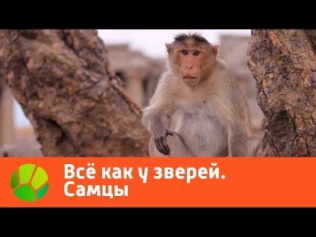 Все как у зверей Самцы Живая Планета