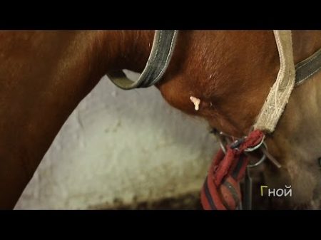 Нарыв у жеребёнка Терапия Abscess at the foal Therapy