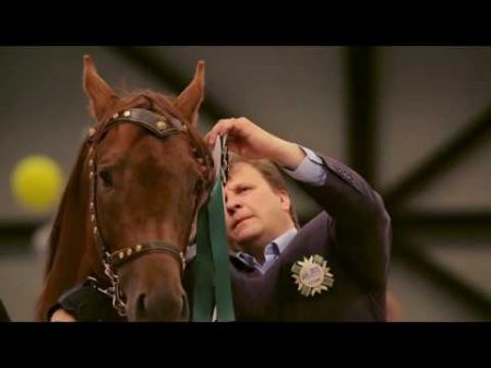 Золото России 2016 Gold of Russia 2016 equestrian exhibition of the Don and Budenny breed