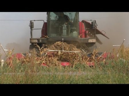 уборка кукурузы на силос 2018