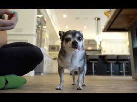 Trying To Get My Chihuahua To Sit For 20 Minutes