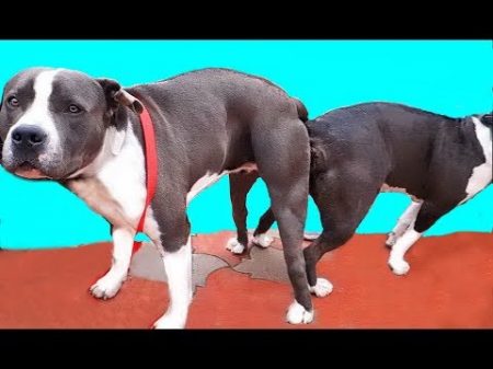 Стаффбуль Знакомство и случка Staff Bull terrier Evil bride