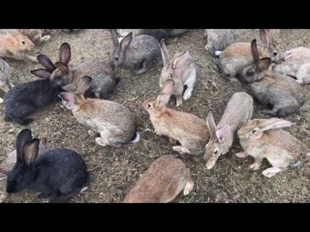 Разведение кроликов в яме но не в яме Breeding rabbits in the pit but not in the pit Украина