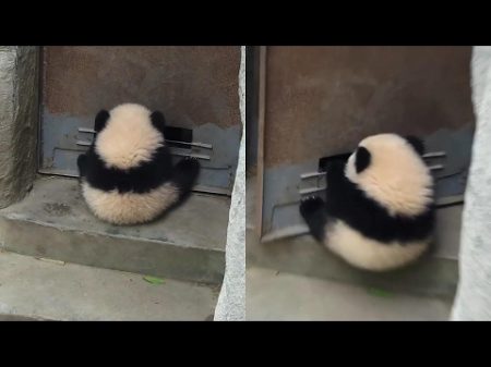 Маленькая панда катается на двери