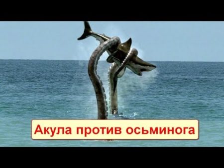САМЫЕ СУМАСШЕДШИЕ БИТВЫ МОРСКИХ ЖИВОТНЫХ! Акула против осьминога