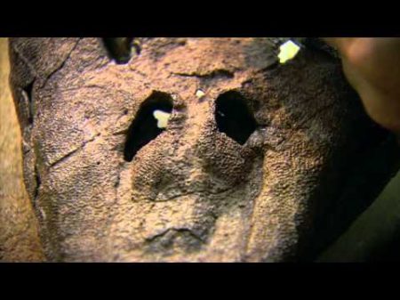 История животного мира Из морей в небеса