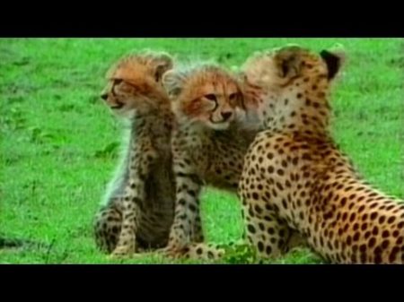 Живая энциклопедия Львы Гепарды Леопарды Гиены