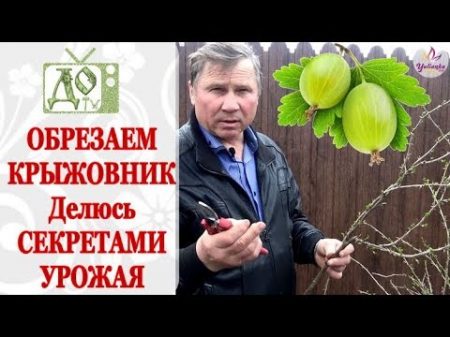 КРЫЖОВНИК ПРАВИЛЬНАЯ ОБРЕЗКА куста ОБРАБОТКА от БОЛЕЗНЕЙ и БЫСТРОЕ РАЗМНОЖЕНИЕ