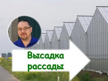 Высадка рассады Как высаживать рассаду