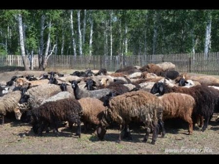 Содержание и разведение овец в фермерском хозяйстве Терешата