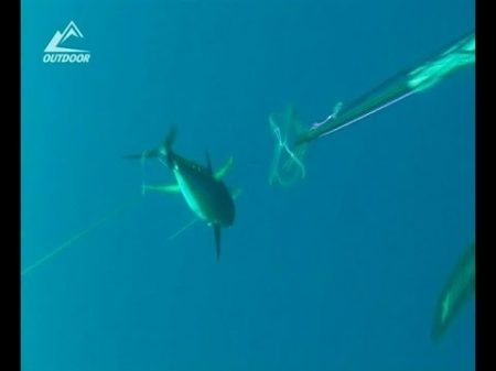 Подводная охота на тунца Spearfishing tuna