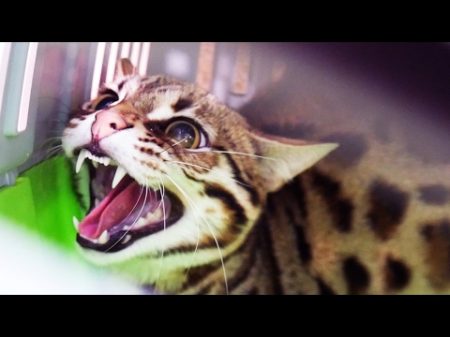 НОВЫЙ ЗЛОБНЫЙ ДИКИЙ КОТ Отдали бенгальского кота F1 ANGRY WILD CAT We were given a Bengal cat F1
