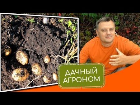 Как посадить картошку самое важное при посадке картофеля дачныйагроном